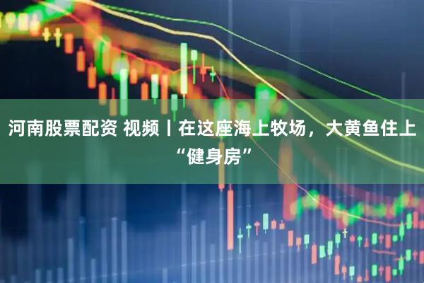 河南股票配资 视频丨在这座海上牧场，大黄鱼住上“健身房”